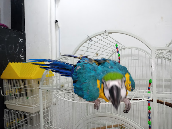 Foto 2 Veterinária Cachambi