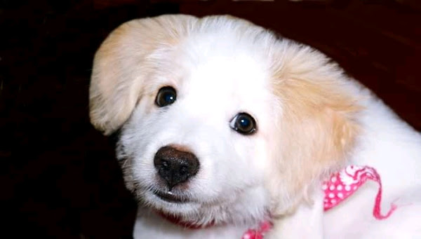 Foto 1 Clínica Veterinária Luciano Passos