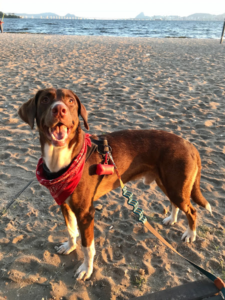 Foto 2 Clínica Veterinária Luciano Passos