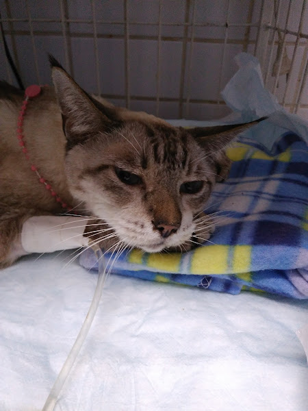 Clinica Veterinaria No Ar Clinica Veterinaria No Ar