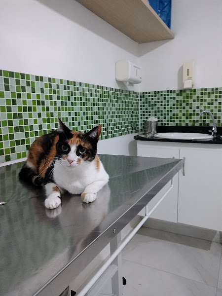 Foto 2 Brazilian Vet