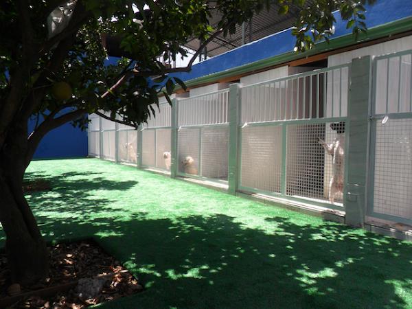 Foto 3 Brazilian Vet