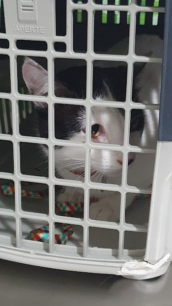 Foto 5 Brazilian Vet