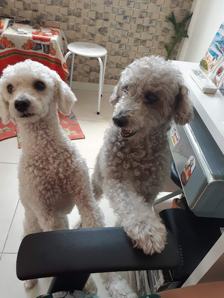 Veterinária Bom Retiro