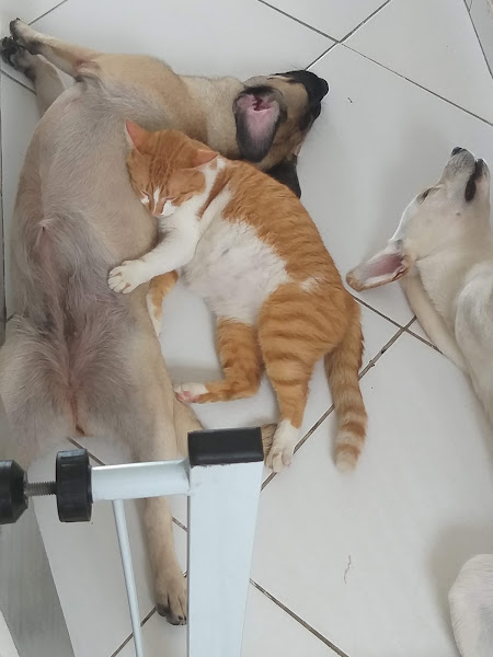 Foto 1 Veterinária Bom Retiro