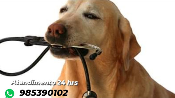 Foto 3 Veterinária Carioca 24 Horas