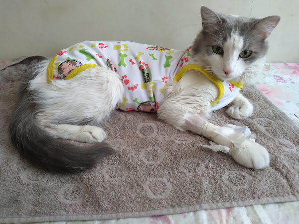 Clínica Veterinária Apaixonados Por Quatro Patas - Unidade Bonsucesso