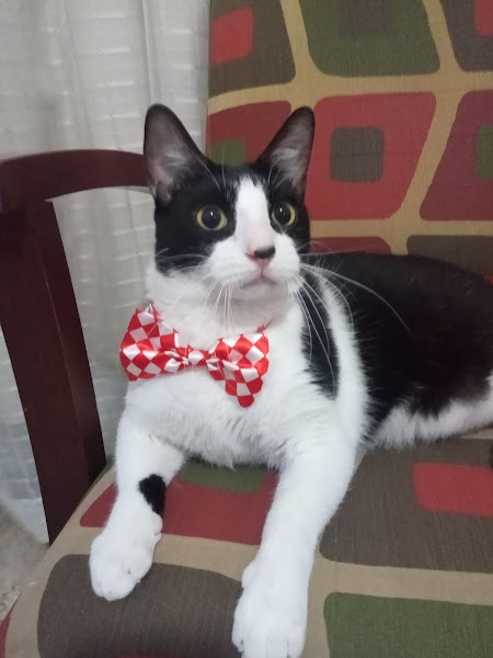 Foto 2 Clínica Veterinária Apaixonados Por Quatro Patas - Unidade Bonsucesso