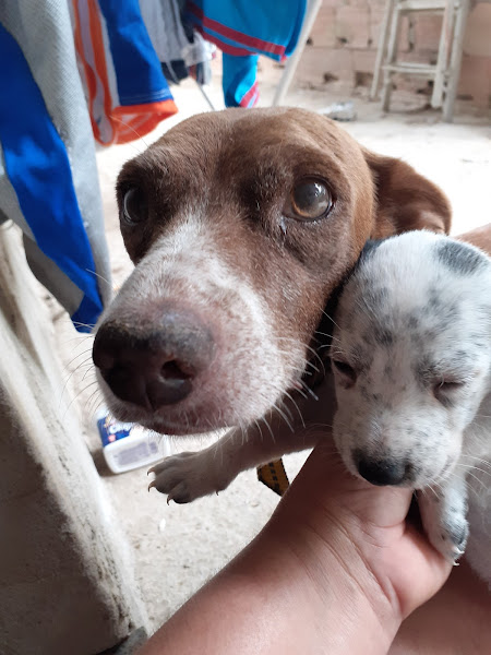 Clínica Veterinária Apaixonados por Quatro Patas - Unidade Campo Grande