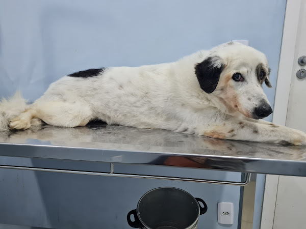 Foto 1 Clínica Veterinária Apaixonados por Quatro Patas - Unidade Campo Grande
