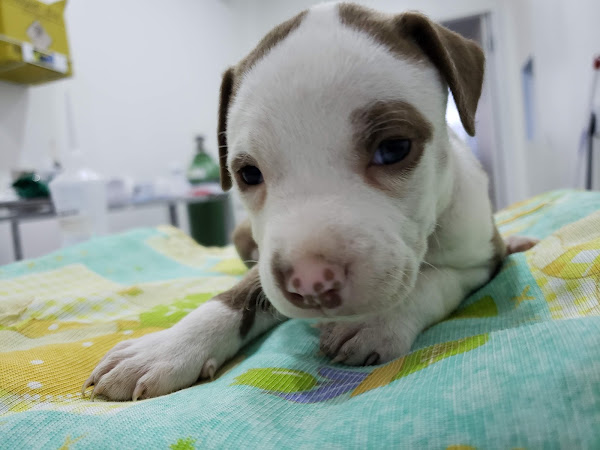 Foto 2 Clínica Veterinária Apaixonados por Quatro Patas - Unidade Campo Grande
