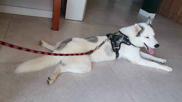 Veterinária Paciência