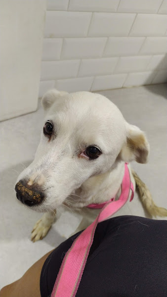 Foto 3 Veterinária Paciência