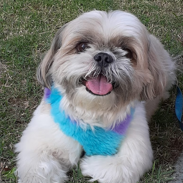 Foto 1 Nucleo - Hospital Veterinário 24 horas, Barra da Tijuca RJ