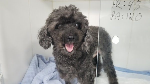 Foto 2 Nucleo - Hospital Veterinário 24 horas, Barra da Tijuca RJ Foto 2 Nucleo - Hospital Veterinário 24 horas, Barra da Tijuca RJ