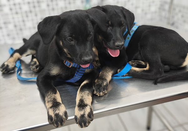 Consultório Veterinário Monica G da Silva