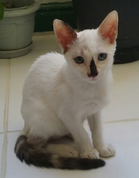 Foto 1 Consultório Veterinário Monica G da Silva