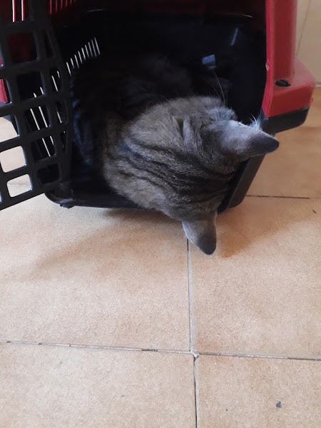 Foto 2 Clínica Veterinária HTVET