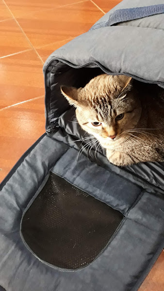 Foto 1 Bixarada Pet e Clínica Veterinária LTDA-ME