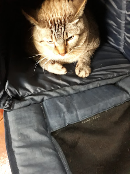 Foto 2 Bixarada Pet e Clínica Veterinária LTDA-ME