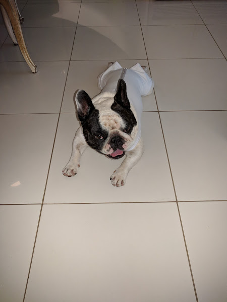 Foto 1 Cão & Gato Saúde Animal