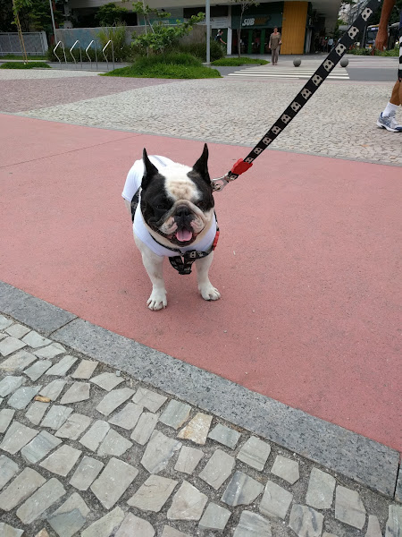 Foto 2 Cão & Gato Saúde Animal