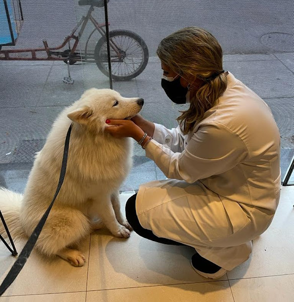 Consultorio Veterinário