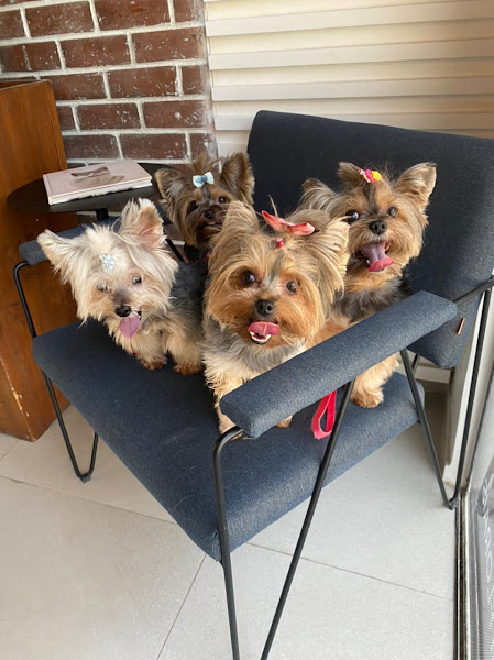 Foto 1 Consultorio Veterinário