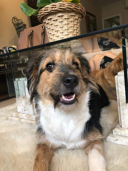 Foto 4 Consultorio Veterinário