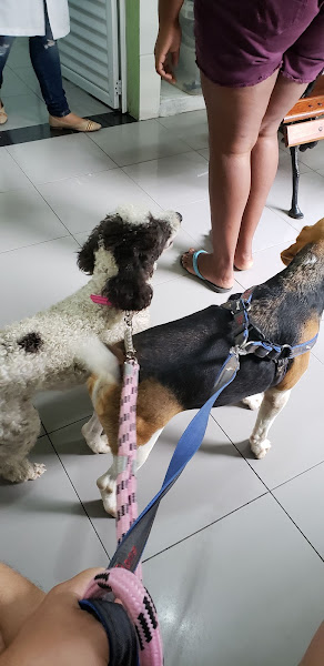 Foto 1 Veterinária Pontocão.br