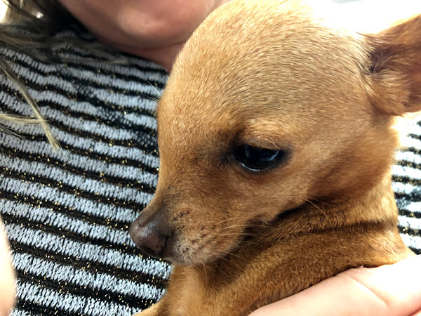 Veterinária e Petshop Xanadu