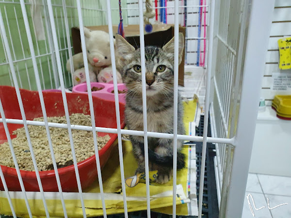 Foto 1 Clínica Veterinária Apaixonados Por Quatro Patas Vila da Penha RJ