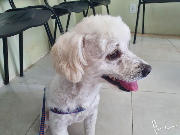 Foto 2 Clínica Veterinária Apaixonados Por Quatro Patas Vila da Penha RJ