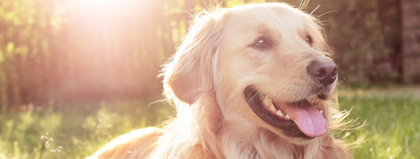 Hospital Veterinário Botafogo