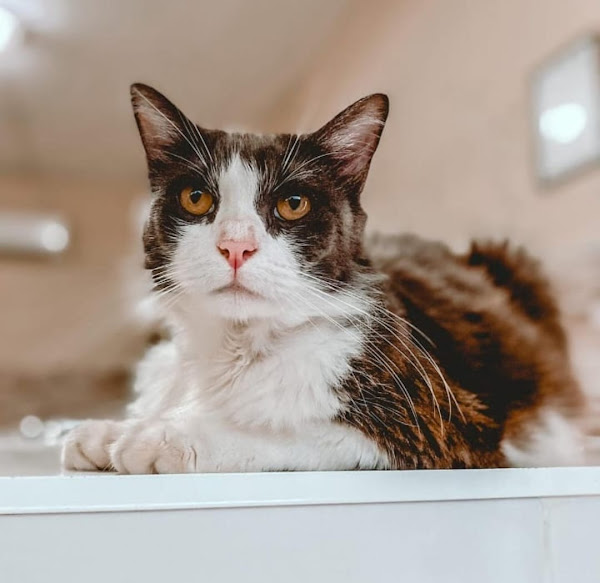 Foto 1 Anjos de Patas Clínica Veterinária