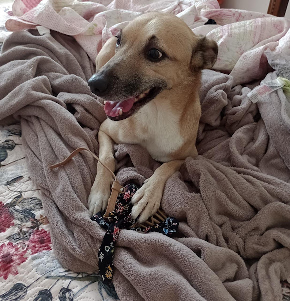 Foto 1 Vet Clinic Ltda