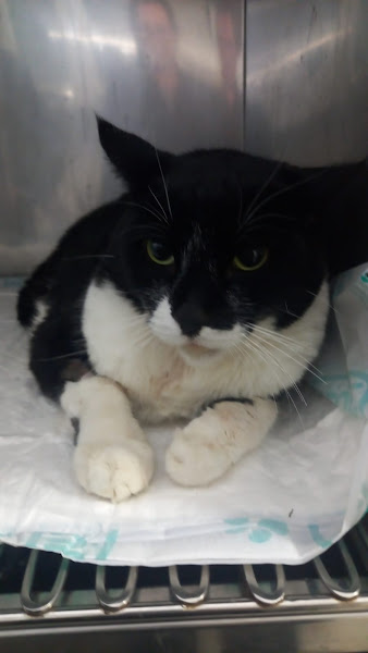 Foto 2 Vet Clinic Ltda