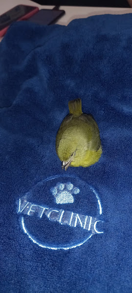 Foto 4 Vet Clinic Ltda Foto 4 Vet Clinic Ltda