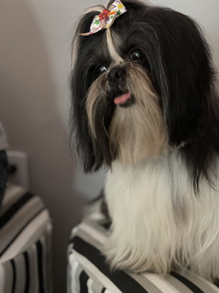 Foto 1 Clínica Vet'z Atendimento Médico Veterinário