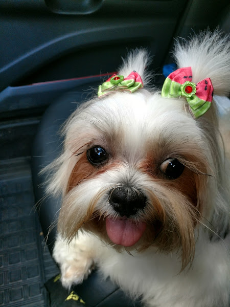 SOS VET Consultório Veterinário