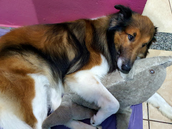 Foto 1 SOS VET Consultório Veterinário