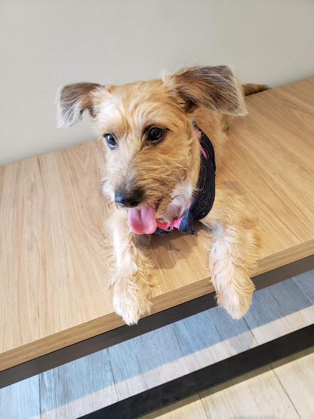 Foto 3 Città Vet - Unid. CIttà Office Mall