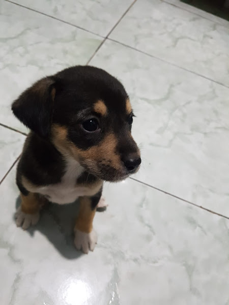 Can & Fel Veterinária