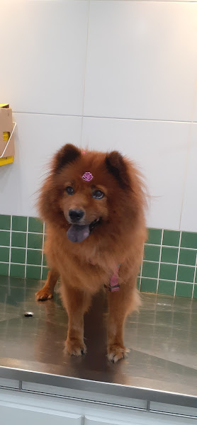 Foto 2 Veterinária Propato