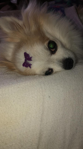 Foto 4 Veterinária Propato