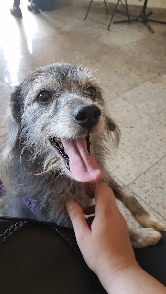 consultório Veterinário Panda consultório Veterinário Panda