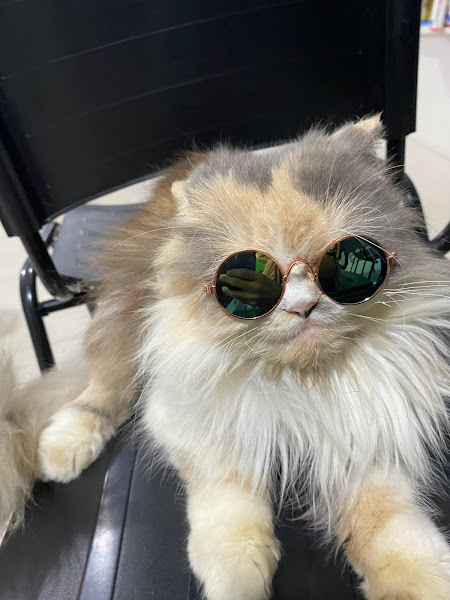 Foto 1 Clínica Veterinária Apaixonados Por Quatro Patas - Unidade Botafogo