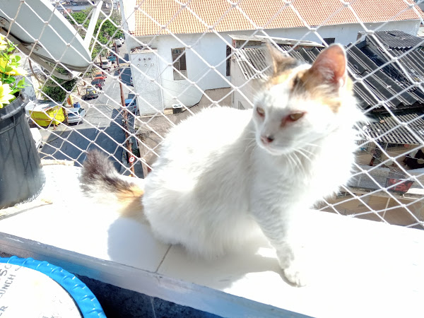 Foto 1 Saúde de Bicho