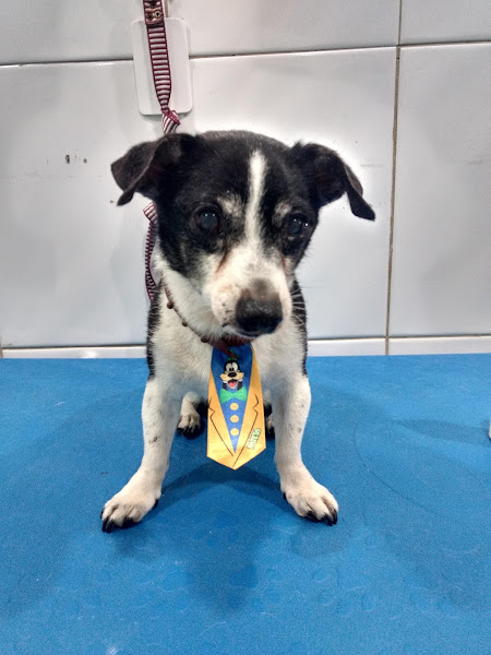 Foto 2 Saúde de Bicho