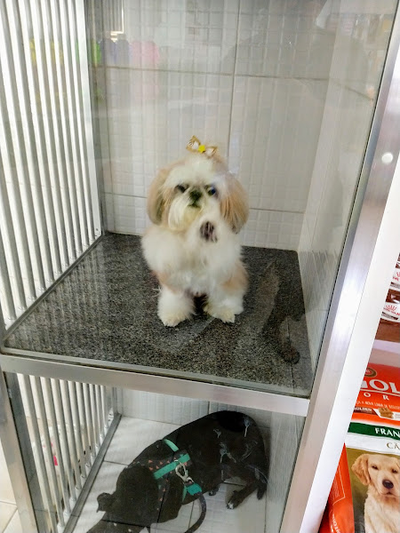 Foto 2 Dom Veterinário